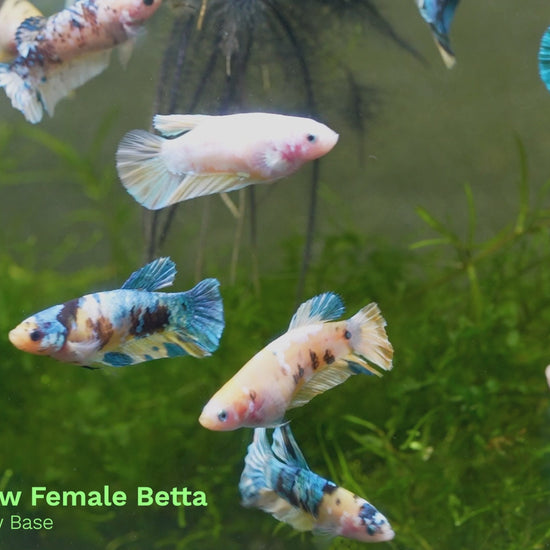 Female Betta Fish Sorority Koi Yellow Galaxy