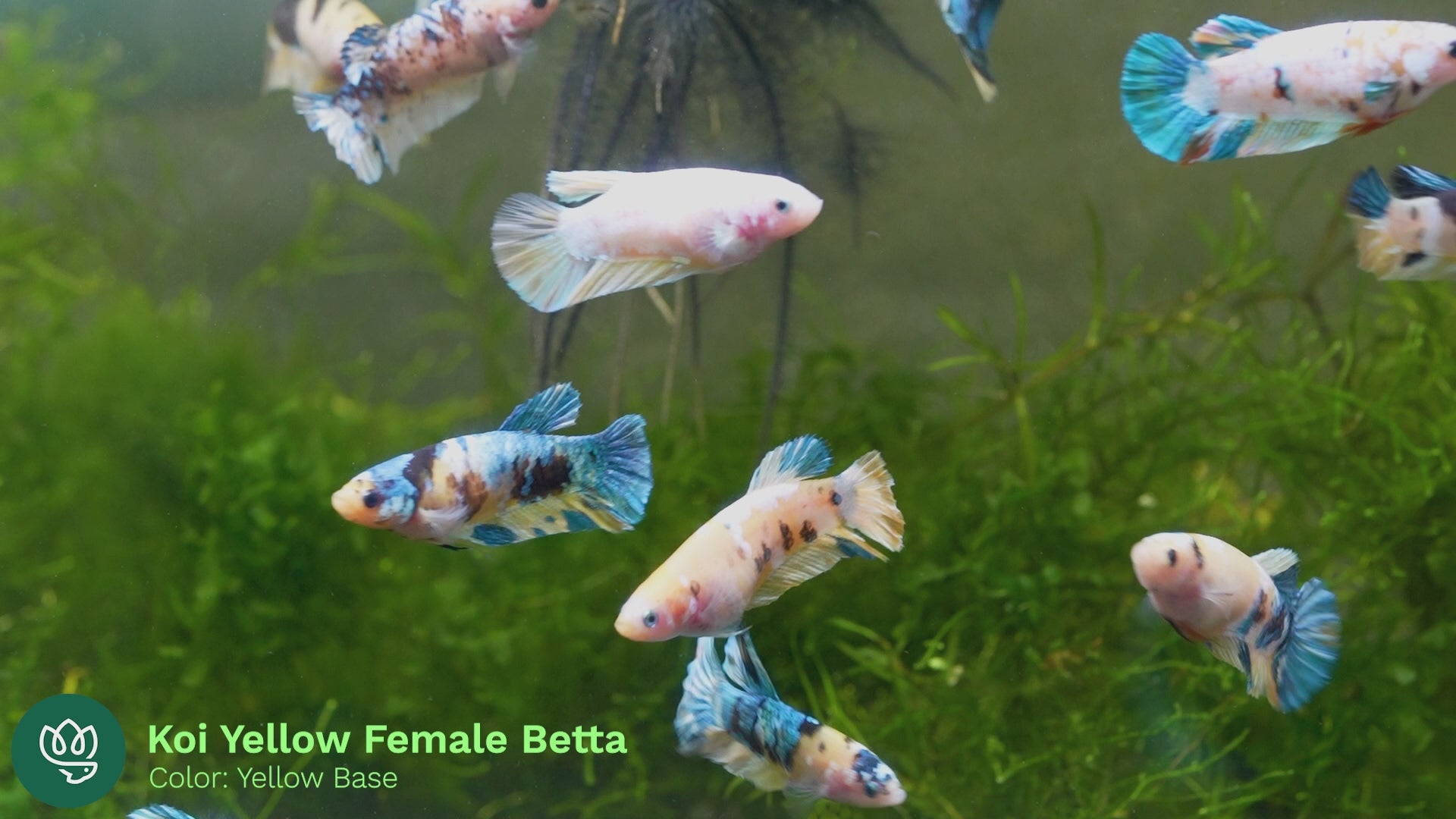 Female Betta Fish Sorority Koi Yellow Galaxy