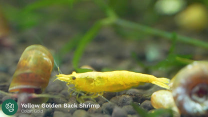Yellow Golden Back Shrimp