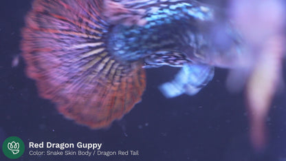 Red Dragon Guppy Fish
