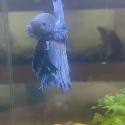 Super Blue Halfmoon Male Betta Fish