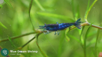Blue Dream Neocaridina Shrimp