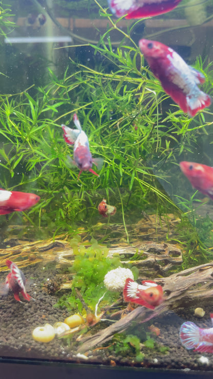 Red Fancy Copper White Scale Female Betta Fish Sorority