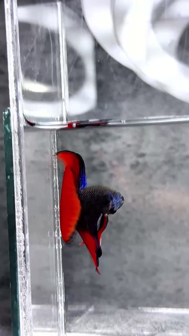 Original Spade Tail Wild Betta Splendens Male