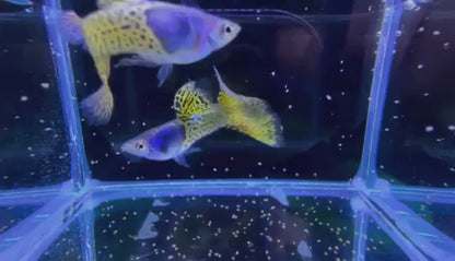 Metal Yellow Lace Guppy Fish