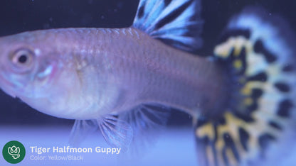 Tiger Halfmoon Guppy Fish