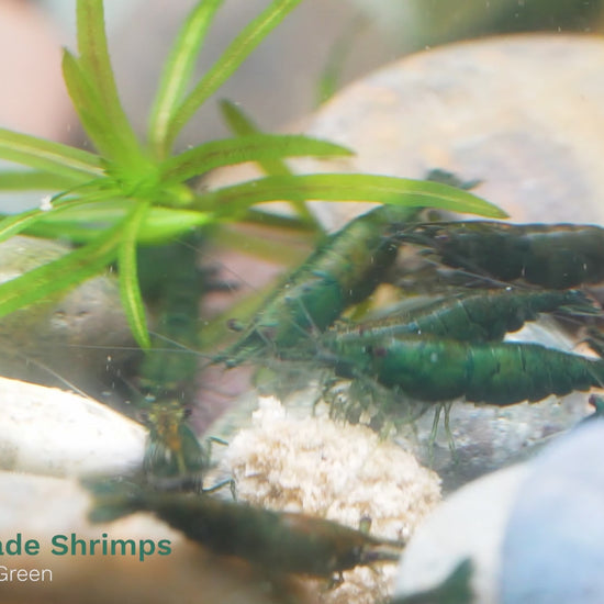 Green Jade Neocaridina Shrimp