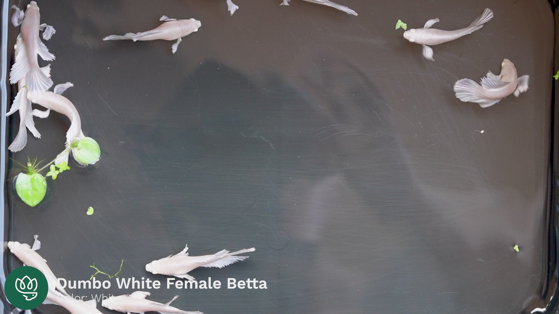 Female Betta Dumbo White