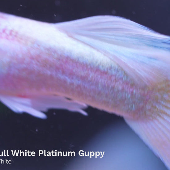 Albino Full White Platinum Guppy