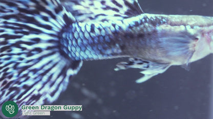 Green Dragon Guppy Fish