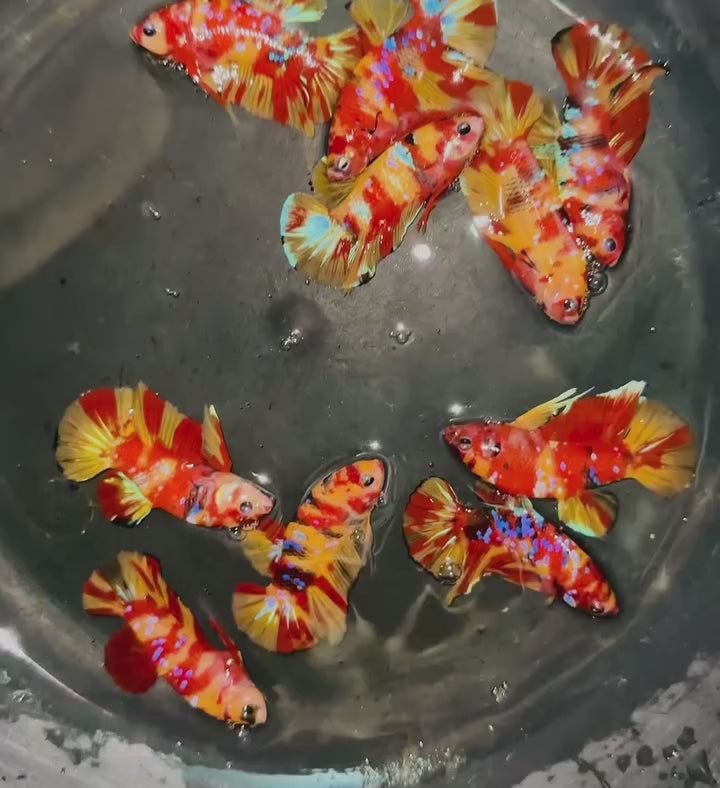 Nemo Galaxy Male Betta Fish High Grade | Buy 4 Get 1 Free | Mystery Betta