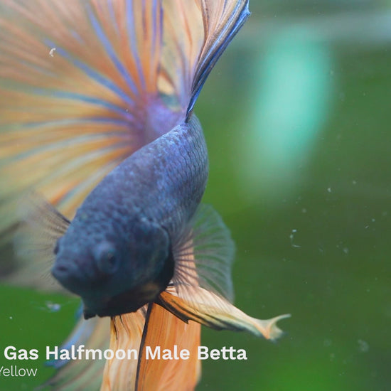  Mustard Gas Blue Halfmoon Male Betta Fish