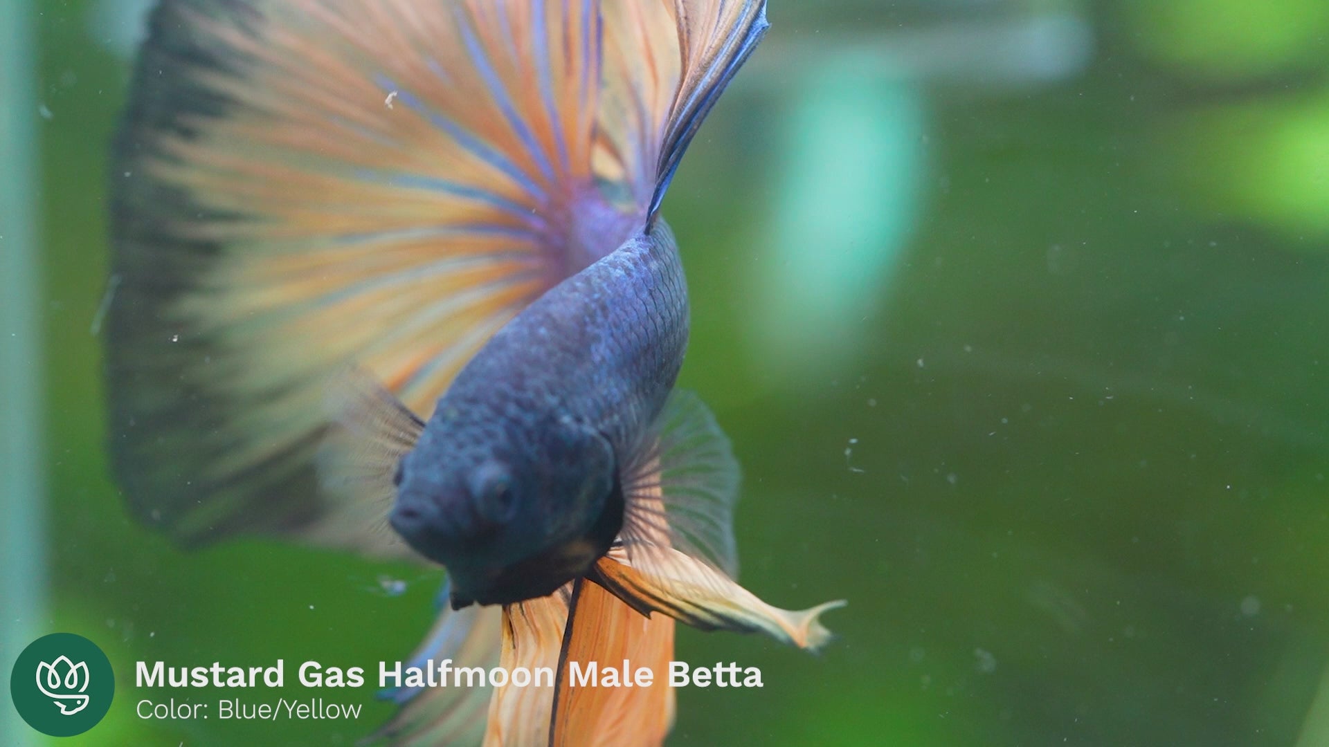Mustard Gas Blue Halfmoon Male Betta Fish