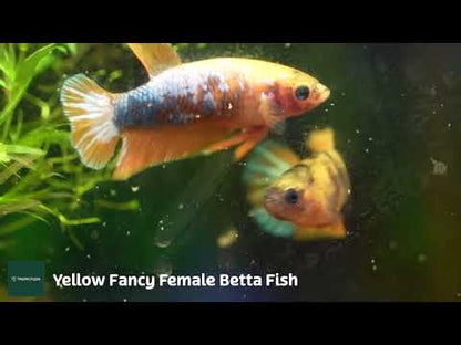 Fancy Yellow Plakat Female Betta Fish Sorority