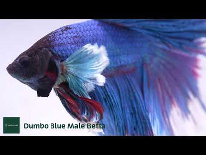 Dumbo Blue Butterfly Halfmoon Male Betta Fish
