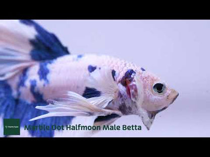Blue Marble Dot Halfmoon Male Betta Fish