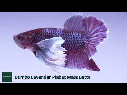 Dumbo Lavender Plakat Male Betta Fish
