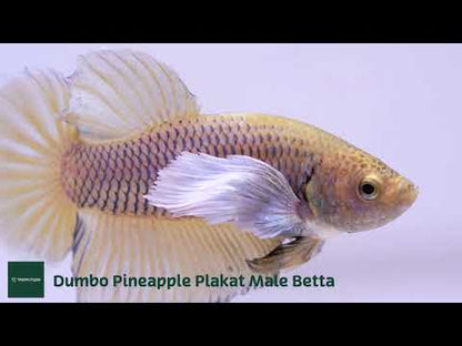 Dumbo Pineapple Plakat Male Betta Fish