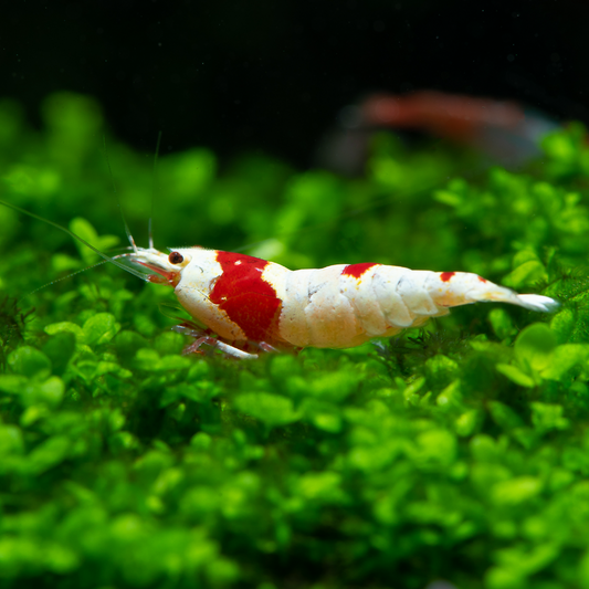 Pure Red Line PRL Caridina Shrimp