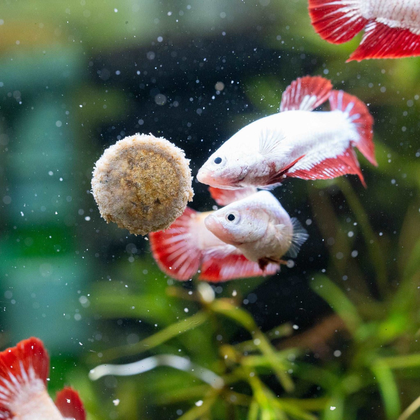 Female Betta Red Snow Dragon Plakat