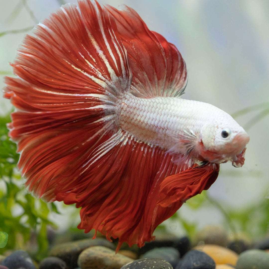 Red Dragon Halfmoon Male Betta Fish