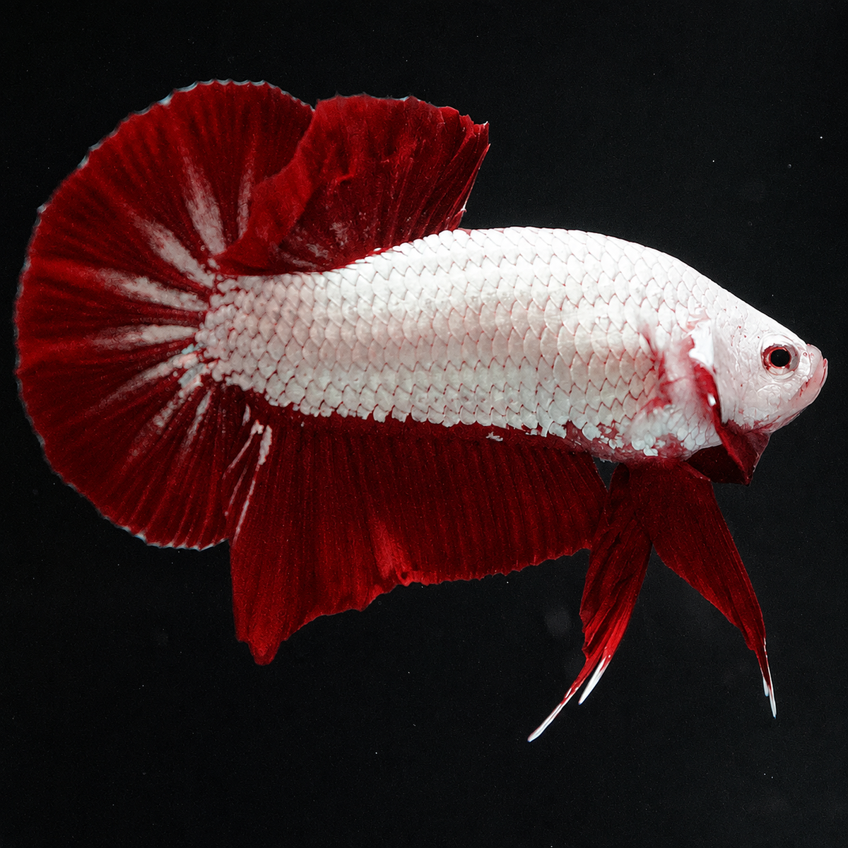 Red Dragon Betta Fish with intense red coloration and compact Plakat body