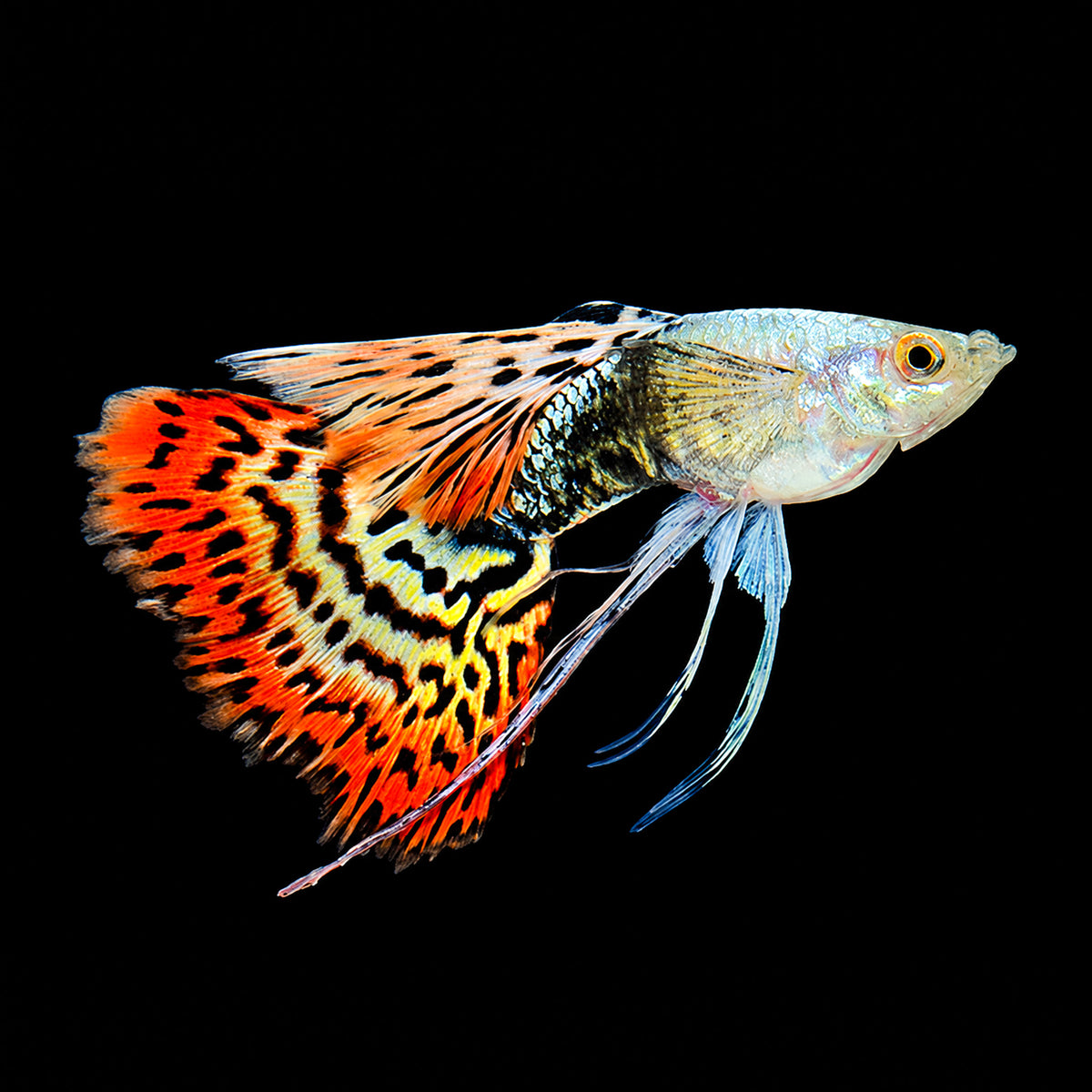 Red Dragon Ribbon Guppy Fish