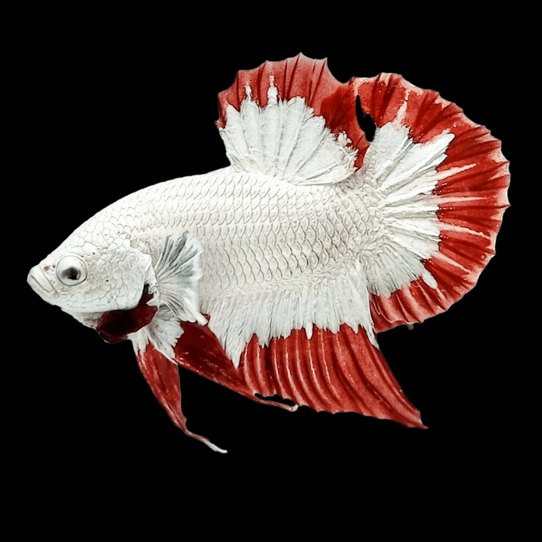 Snow Dragon Plakat Male Betta Fish