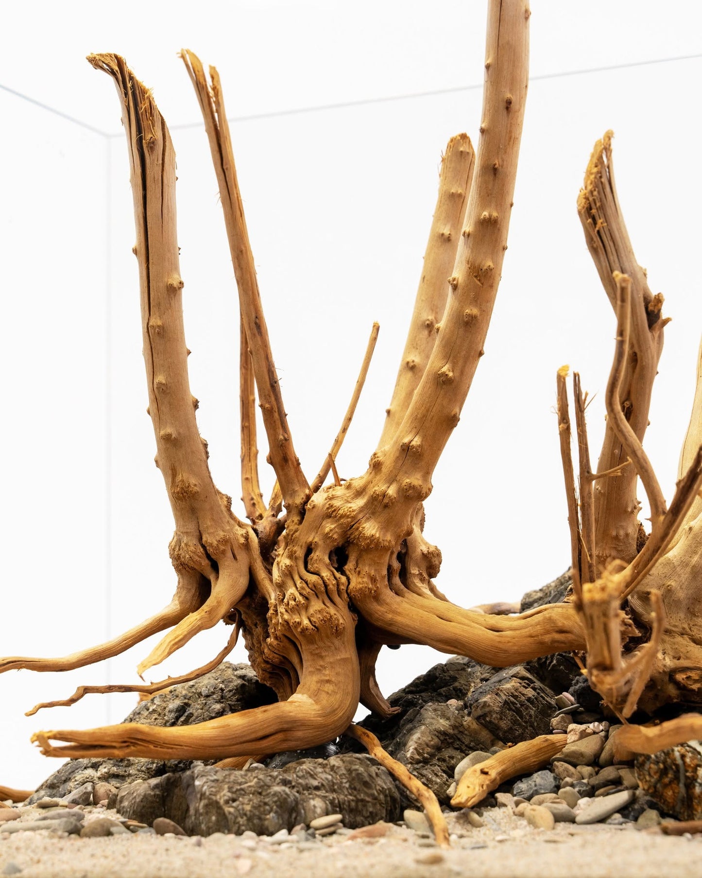 Spider Driftwood | Designer Hardscape