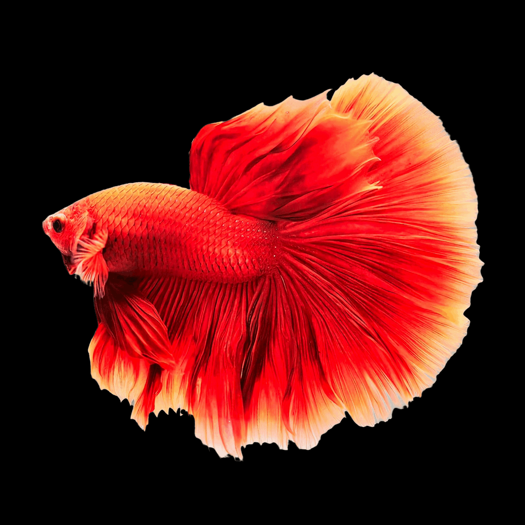 Super Red Halfmoon Male Betta Fish