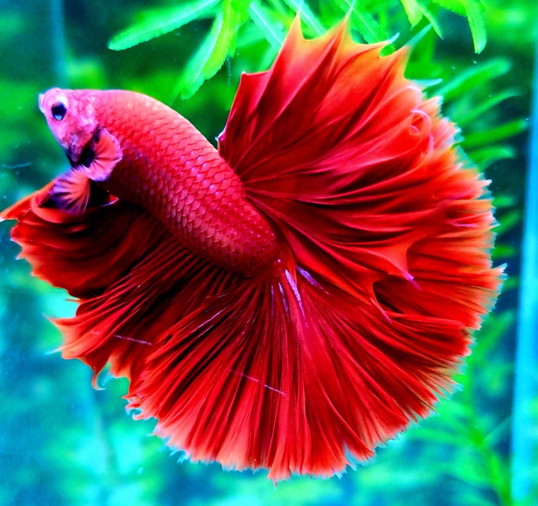 Super Red Halfmoon Male Betta Fish