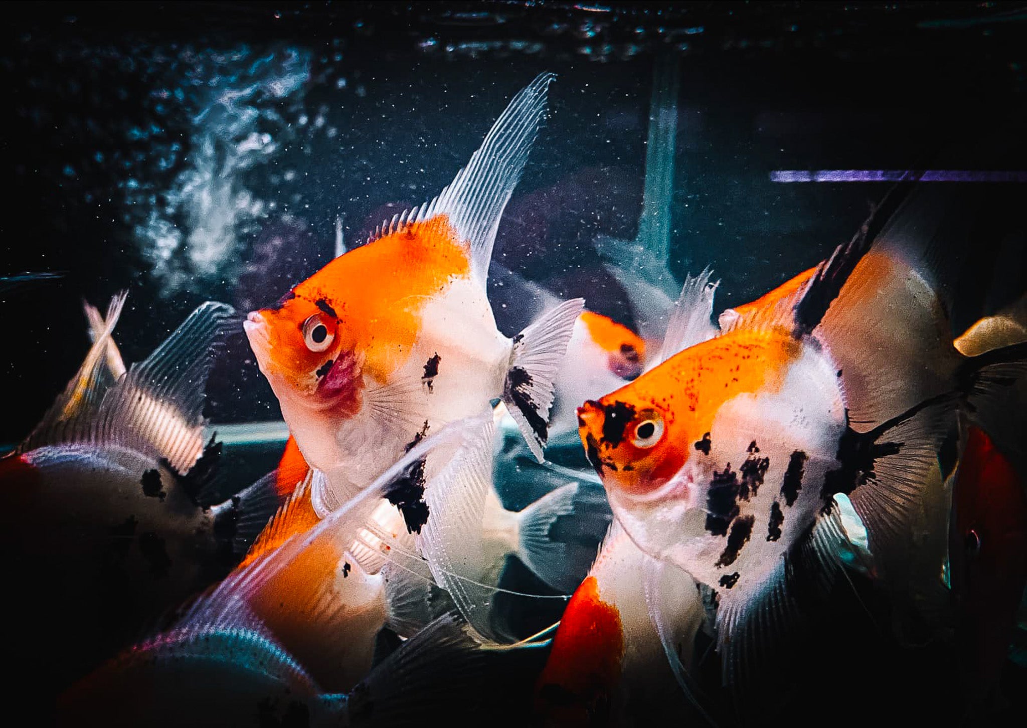 Angelfish Water Hardness Guide: Ultimate Tips for Healthy Tanks