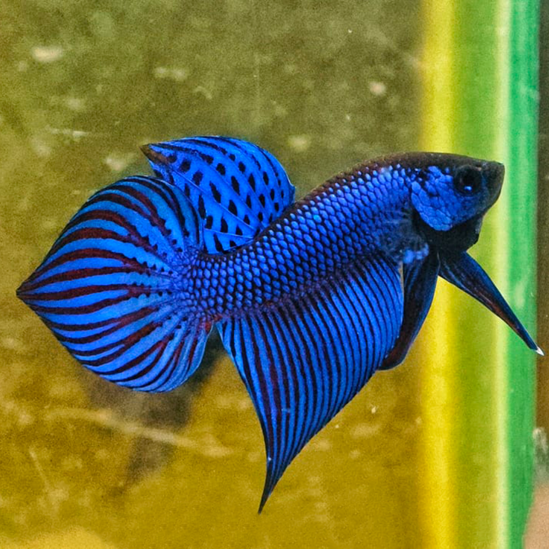 Wild Betta Blue Mahachaiensis
