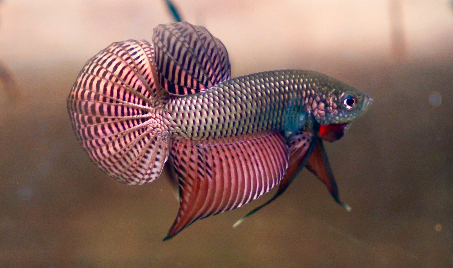 Wild Smaragdina Guitar Copper Male Betta Fish