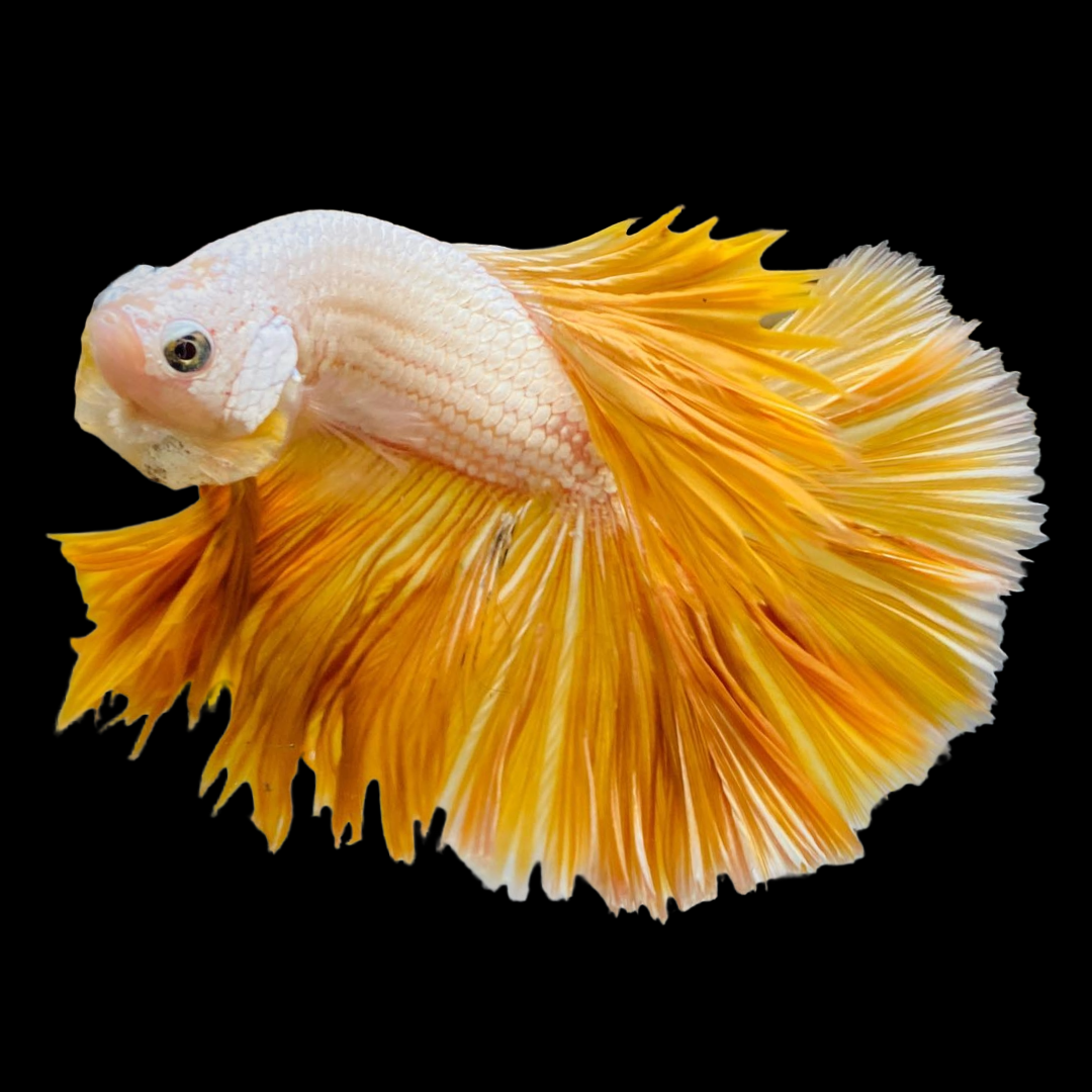 Tropicflow Yellow Dragon Halfmoon Male Betta Fish