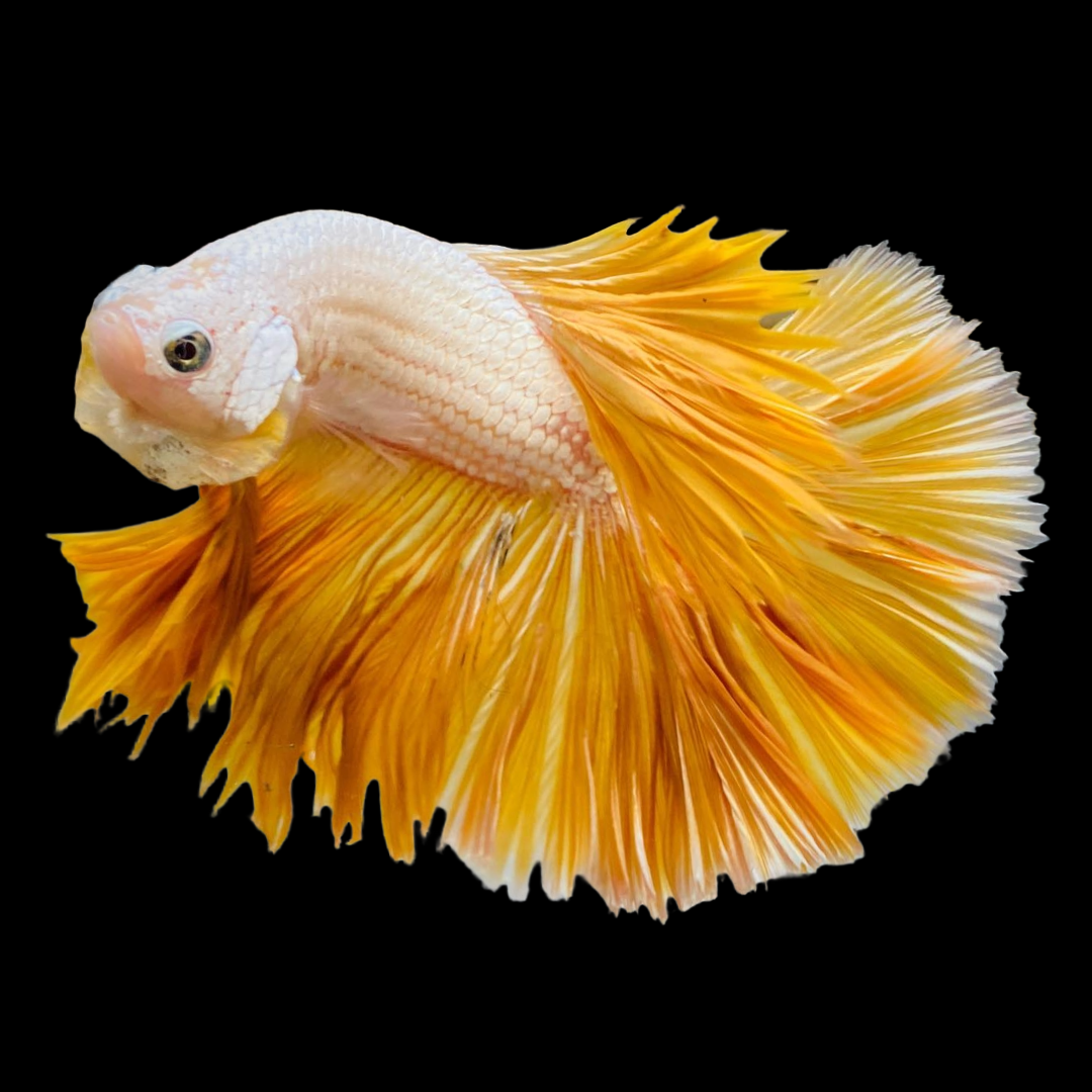 Yellow Dragon Halfmoon Male Betta