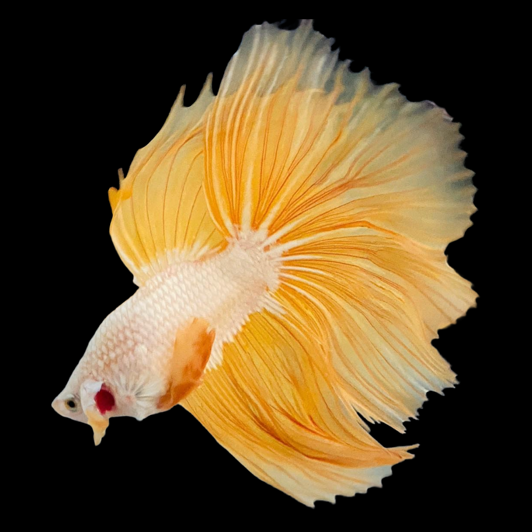 Yellow Dragon Halfmoon Male Betta