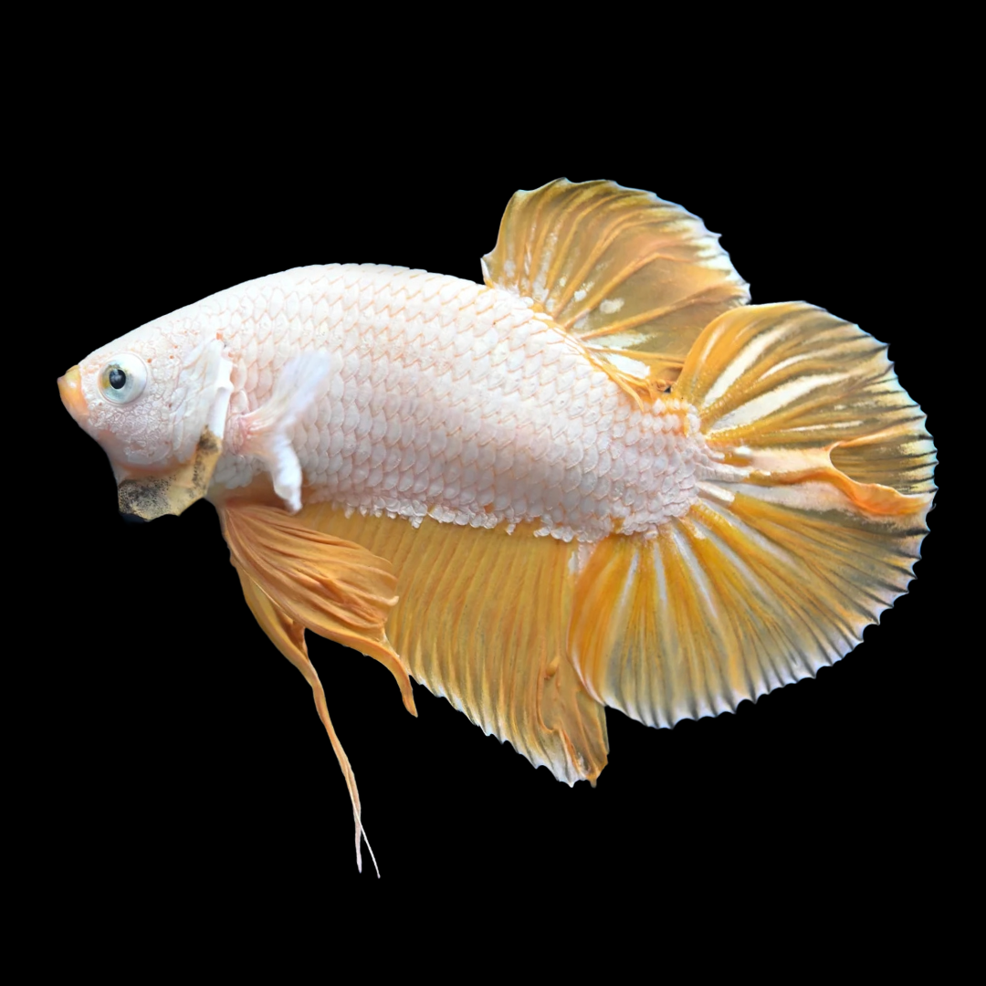 Betta 2024 fish dragon