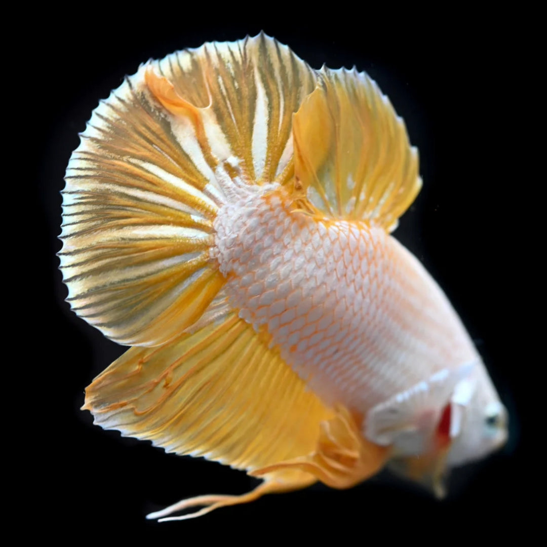 Yellow Dragon Plakat Male Betta Fish