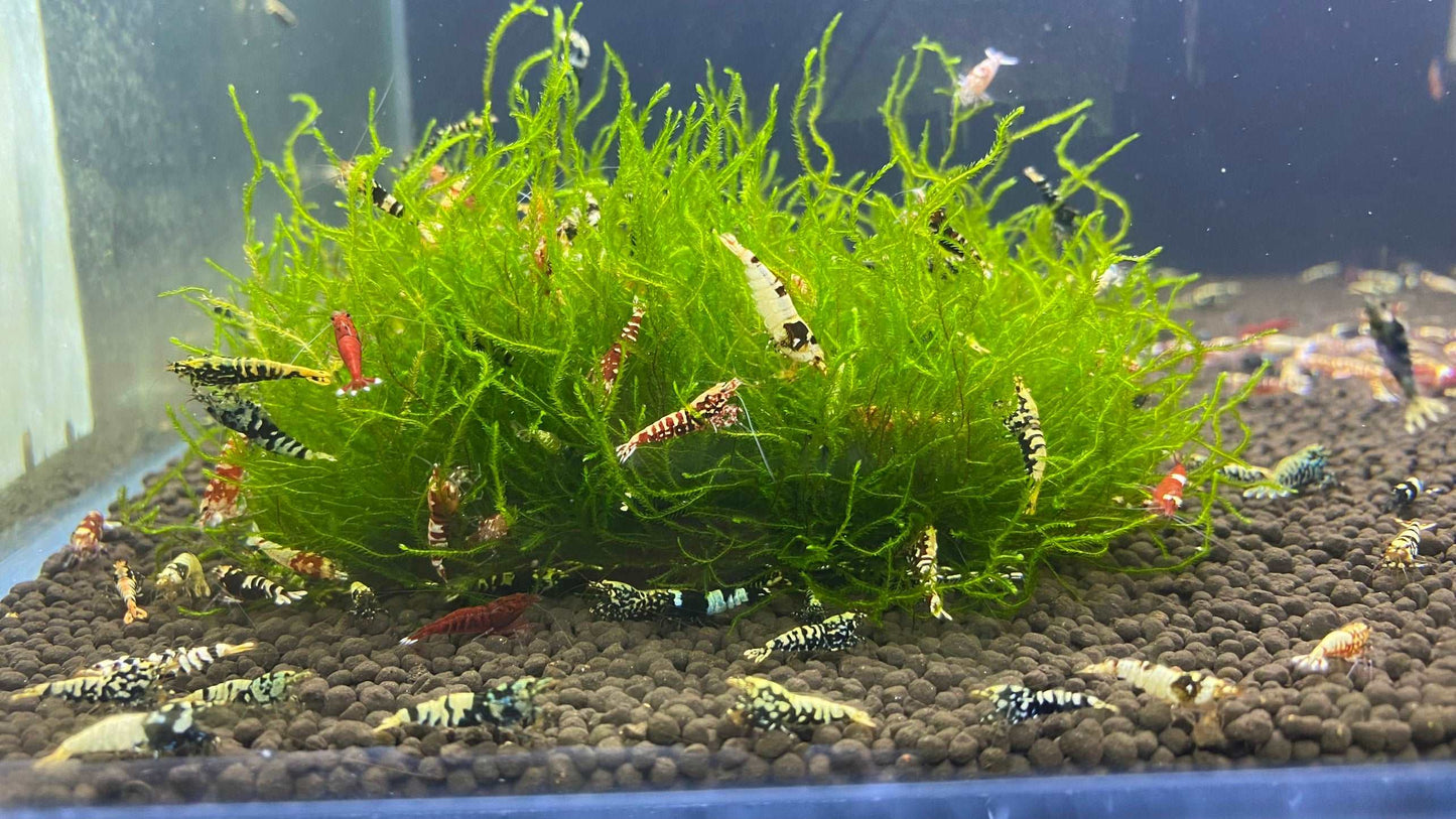 Mix Caridina Shrimp