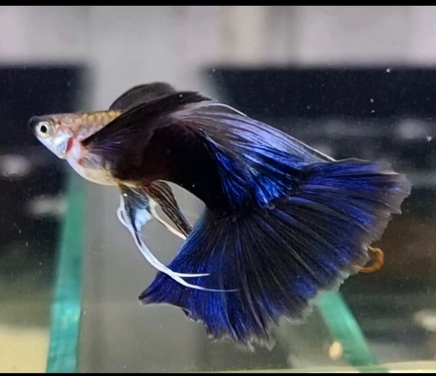 Tropicflow Half Black Blue Fin C Guppy - Main Image
