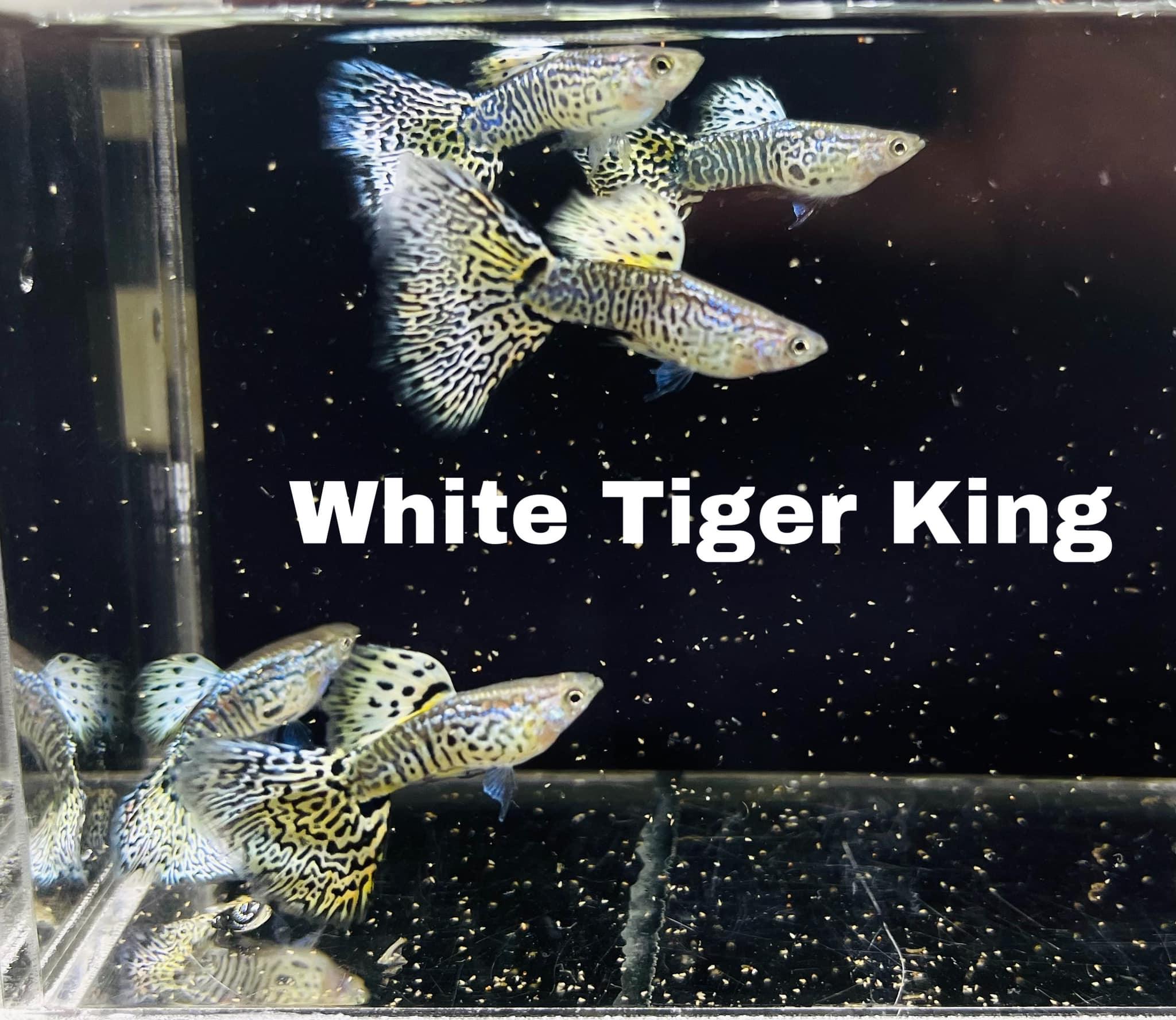Live Aquarium Guppy Fish - 1 Pair (Male & Female) - Yellow Tiger Halfmoon - High Quality, USA