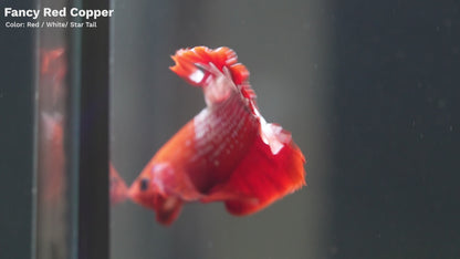 Red Fancy Hellboy Copper Plakat Male Betta Fish