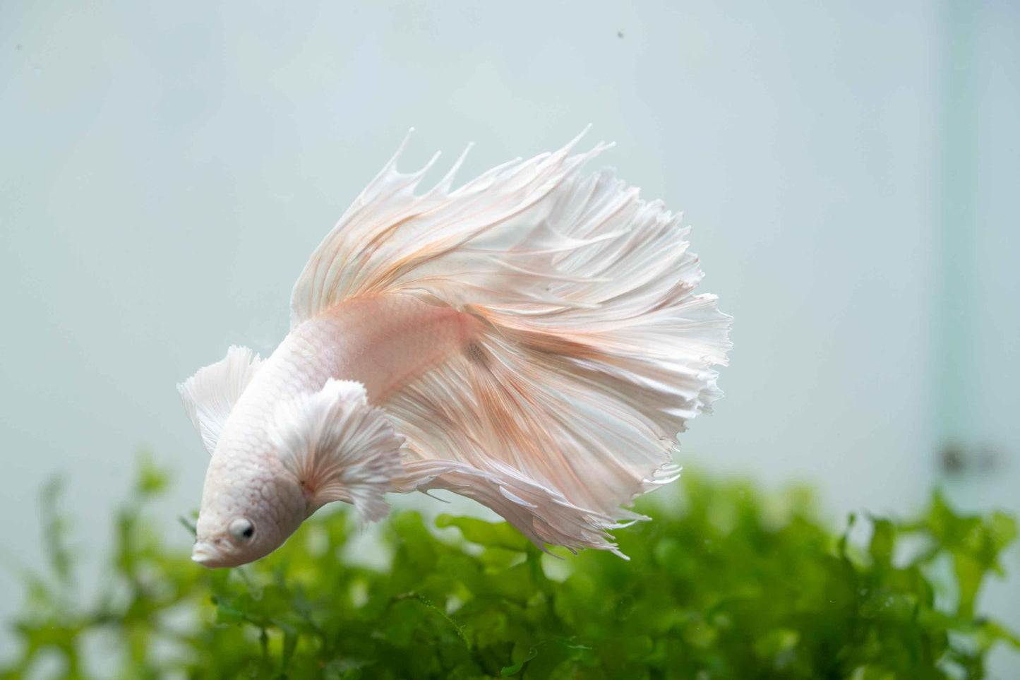 Tropicflow | Super White Dumbo Ear Halfmoon Male Betta For Sale