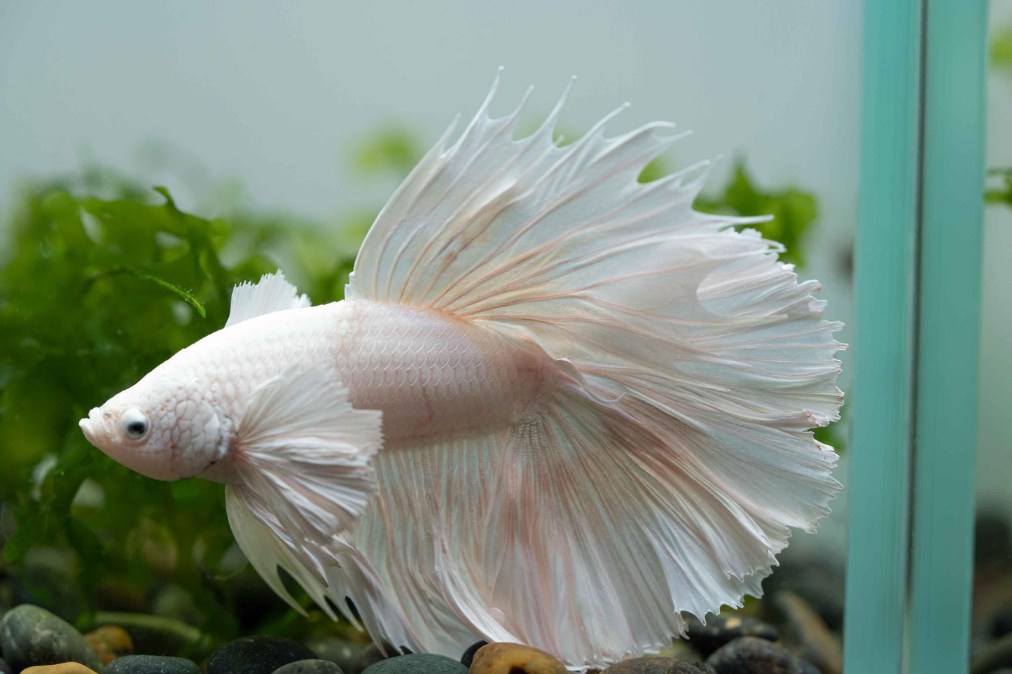 Tropicflow | Super White Dumbo Ear Halfmoon Male Betta For Sale