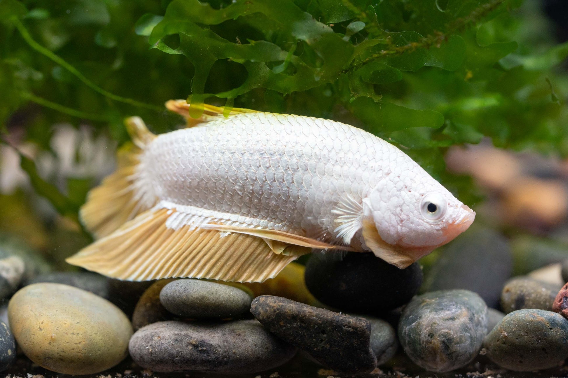 Tropicflow | Yellow Dragon Plakat Male Betta For Sale