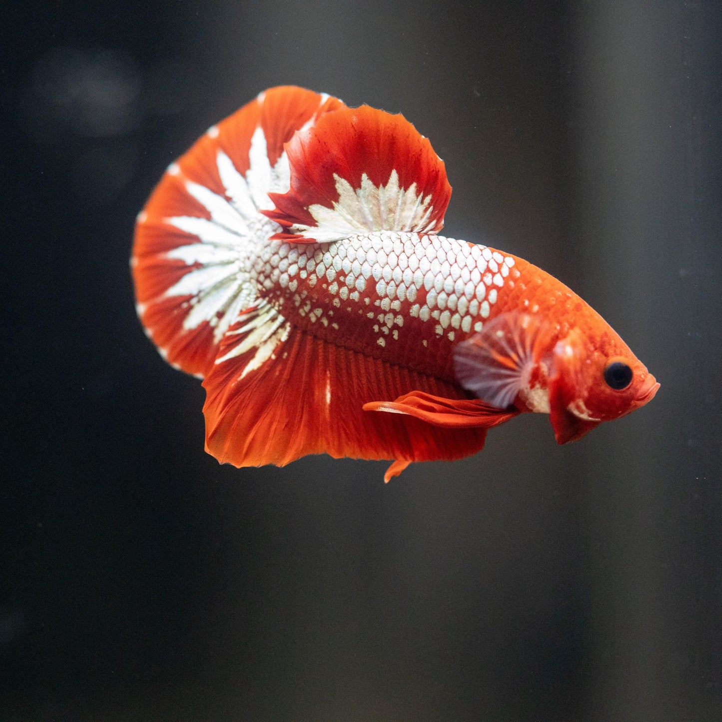 Red Fancy Hellboy Copper Plakat Male Betta Fish