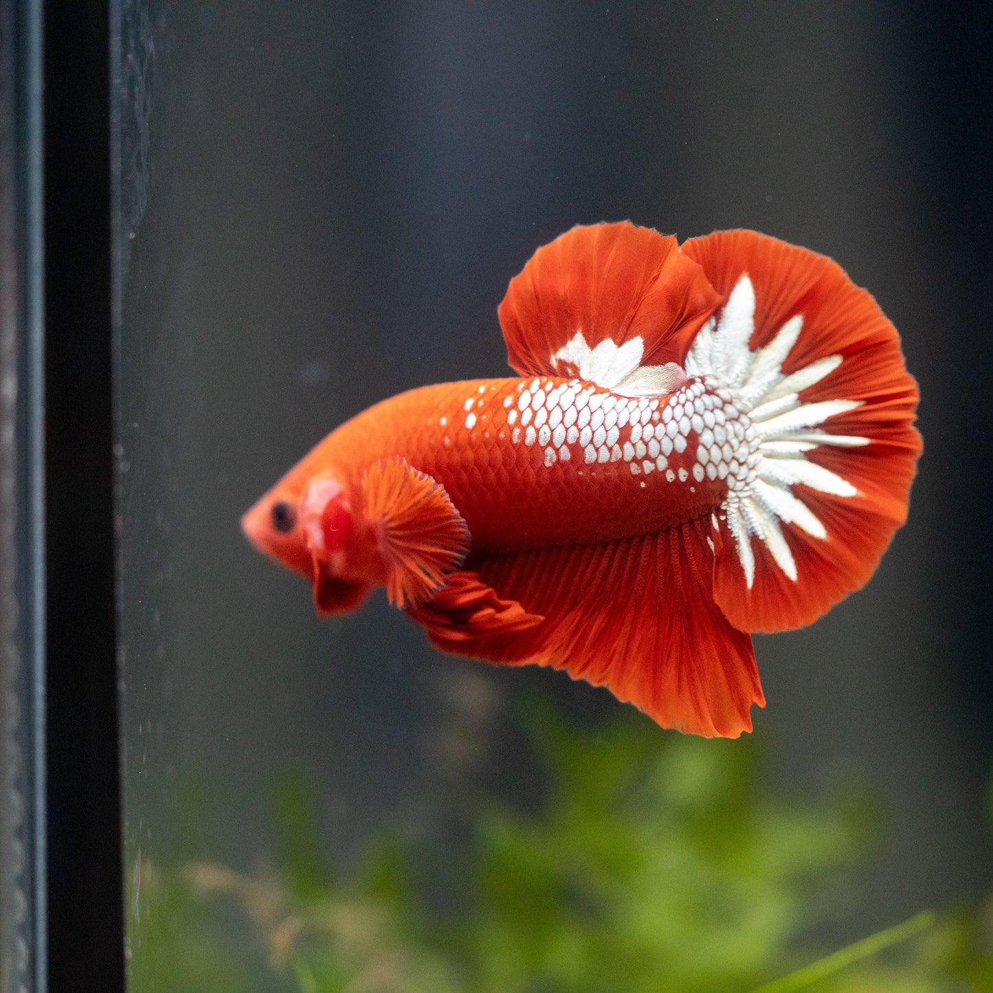 Red Fancy Hellboy Copper Plakat Male Betta Fish