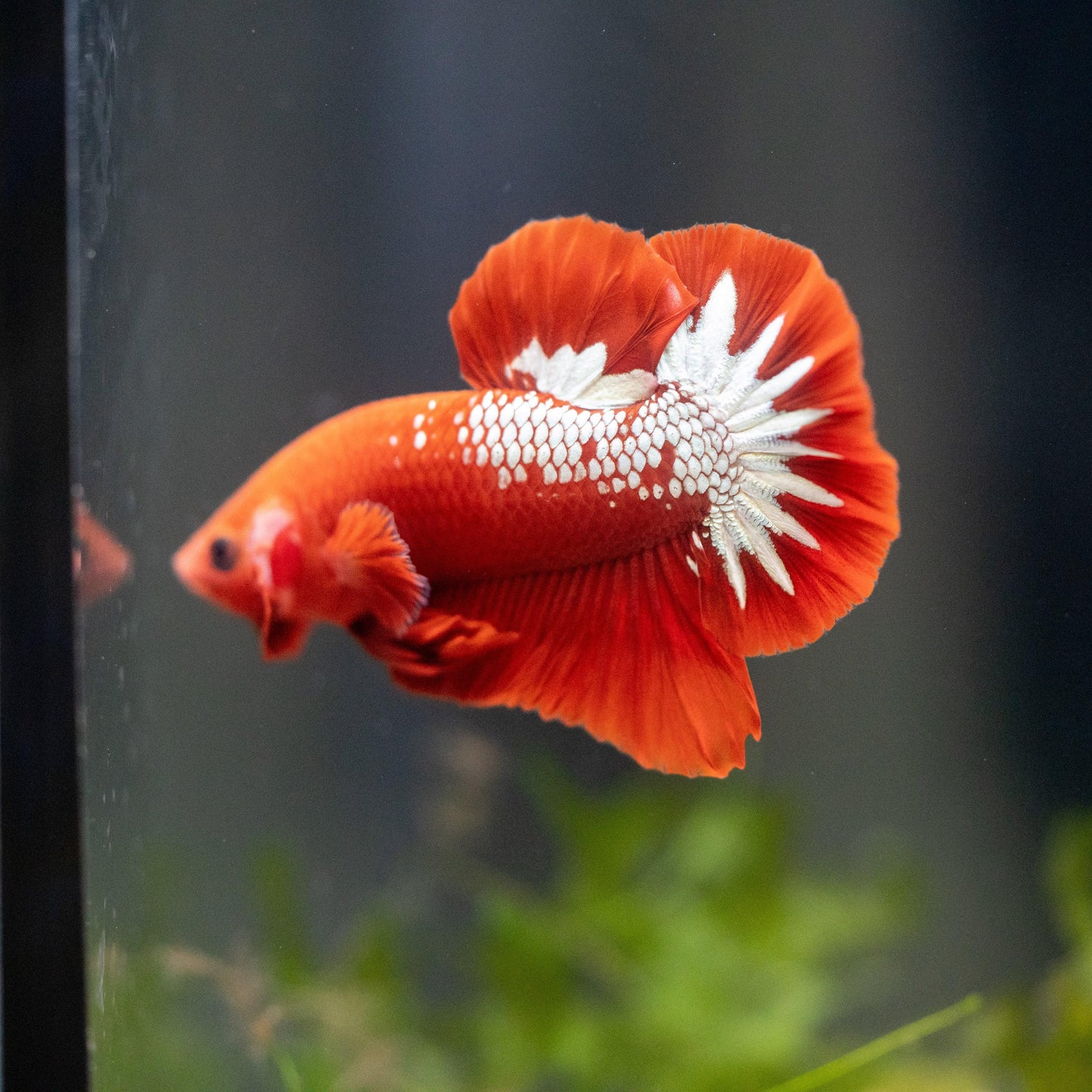 Red Fancy Hellboy Copper Plakat Male Betta Fish