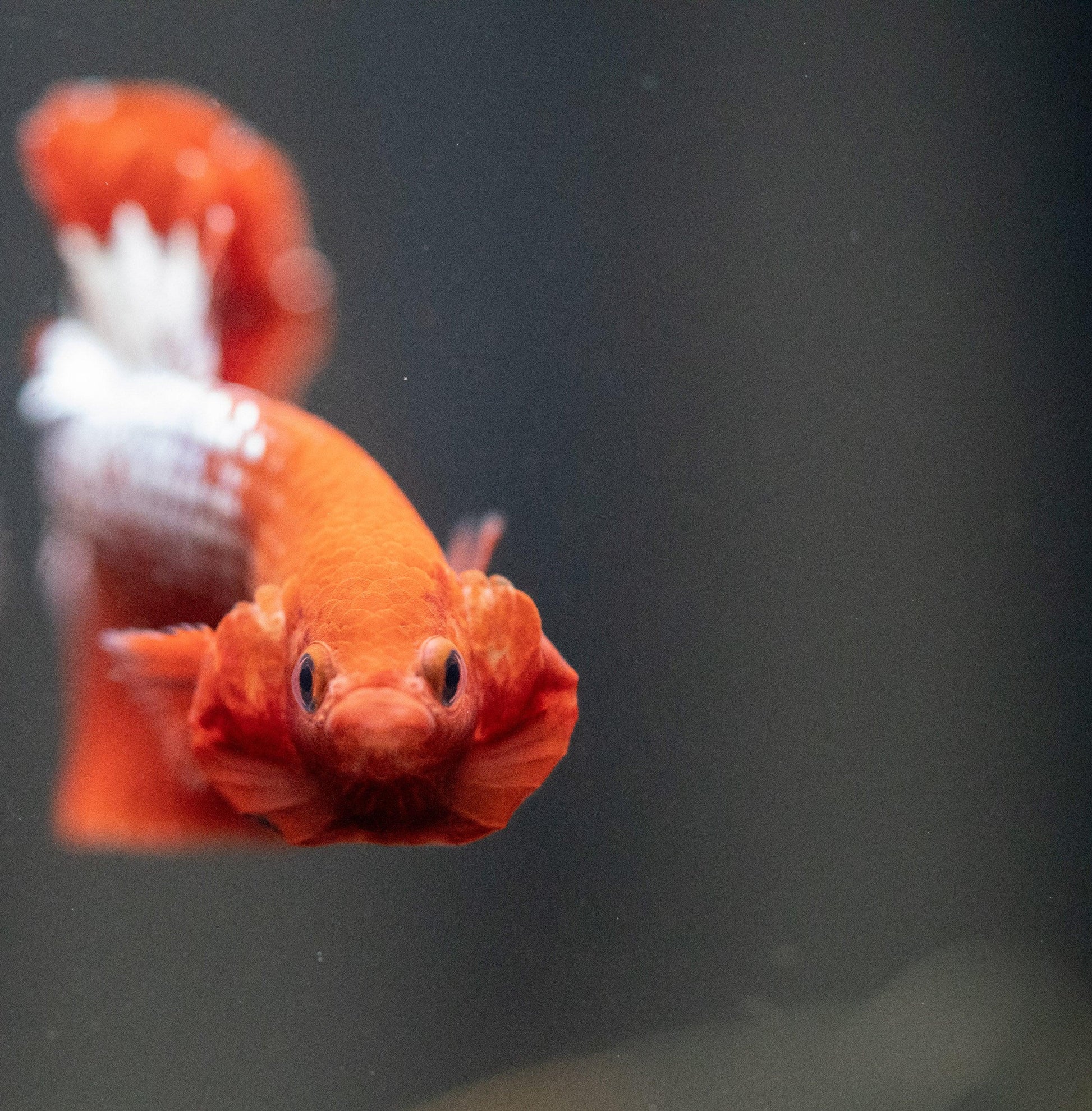 Red Fancy Hellboy Copper Plakat Male Betta Fish